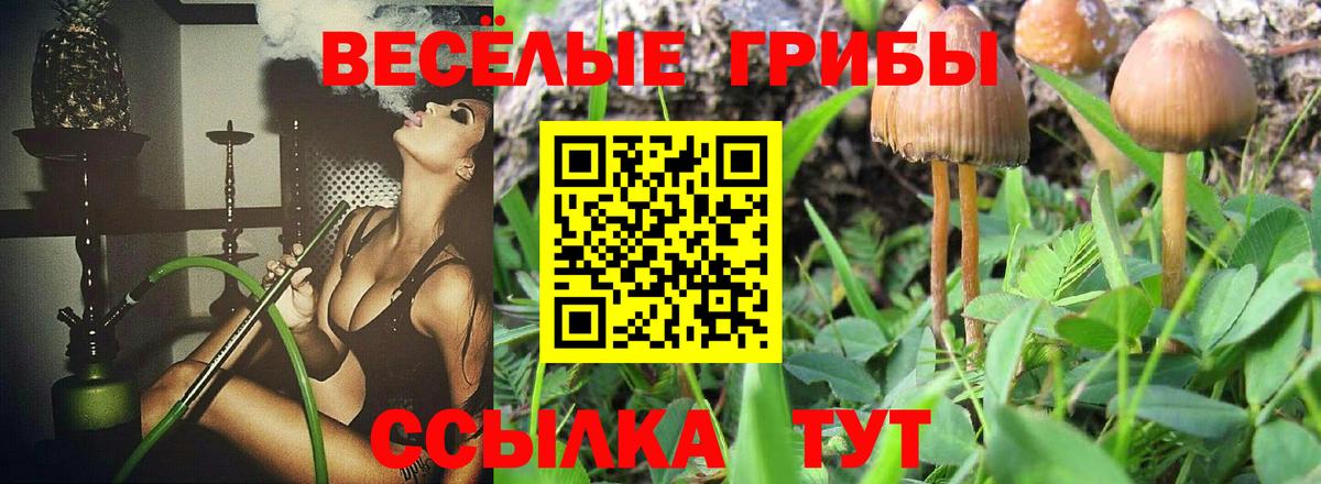 Псилоцибиновые грибы Psilocybine cubensis  Вход с VPN  Галлюциногенные грибы прущие грибы  Гатчина 